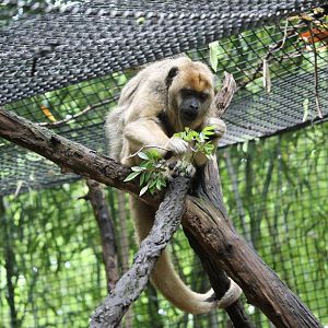 Black howler monkey