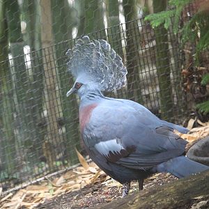 Victoria crowned pigeon (Goura victoria)