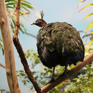 Congo peafowl (Afropavo congensis)