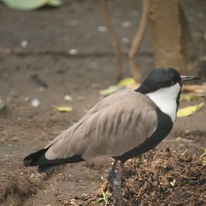 Spur-winged plover (Vanellus spinosus)