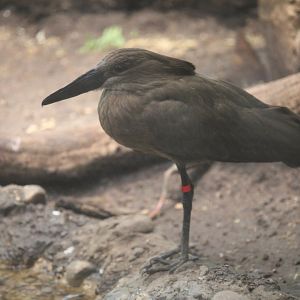 Hamerkop (Scopus umbretta)
