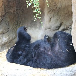 Andean bear (tremarctos ornatus)
