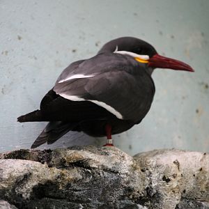 Inca tern (Larosterna inca)