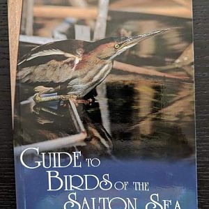 Guide to the Birds of the Salton Sea