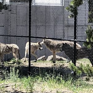 Fossil Butte Pack wolves