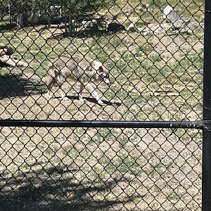 Fossil Butte Pack Member