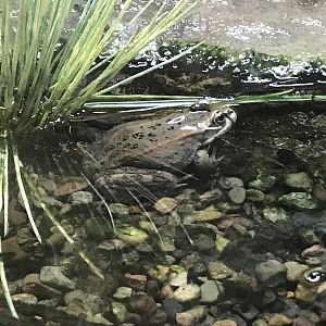 Columbia Spotted Frog