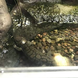 Tiger Salamander