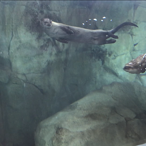North American River Otters Moe and Clarke