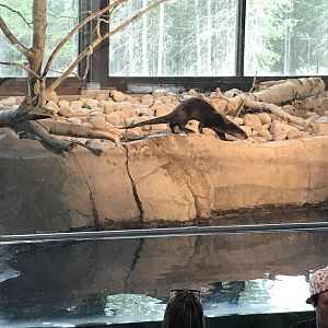 Moe the North American River Otter