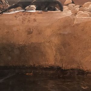 North American River Otter Willow