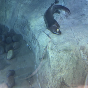 North American River Otter Aspen