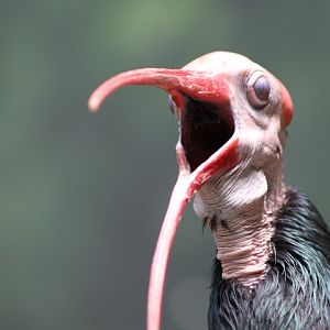 Southern Bald Ibis