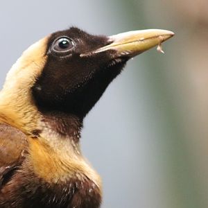 Red Bird-of-paradise