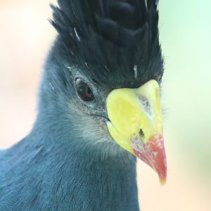 Great Blue Turaco