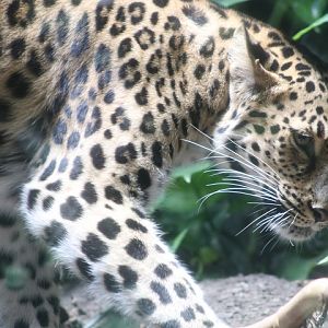 Amur Leopard