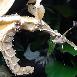 Spiny Leaf-insect