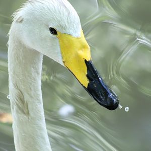 Whooper Swan