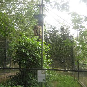 Munkholm Zoo - Budgerigar aviary