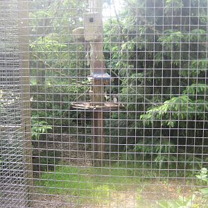 Munkholm Zoo - Squirrel exhibit