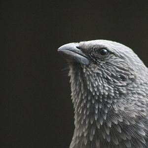 Apostlebird