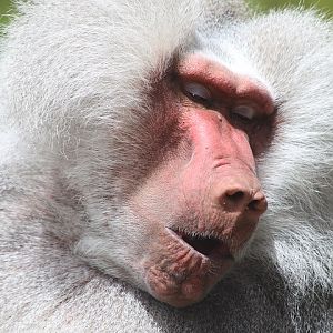 Hamadryas Baboon
