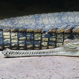 Gharial