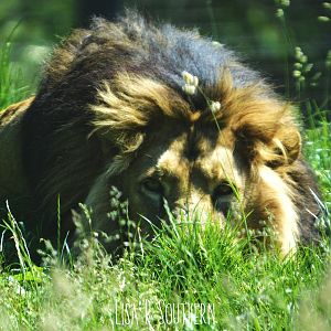 Asiatic lion