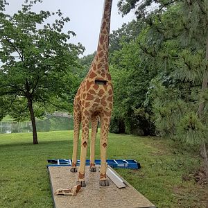 New Temporary Giraffe Sculpture