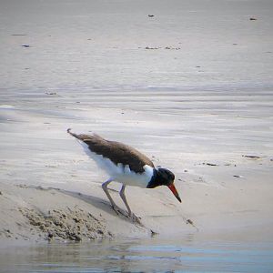 American Oystercatcher