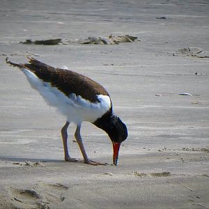 American Oystercatcher