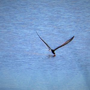 Black Skimmer