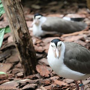Masked lapwing (Vanellus miles)