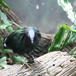 Nicobar pigeon (Caloenas nicobarica)