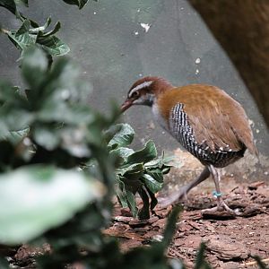 Guam rail (Gallirallus owstoni)