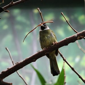 Collared finch-billed bulbul (Spizzicos semitorques)
