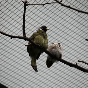 Collared finch-billed bulbuls (Male and female?)