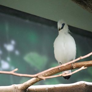 Bali myna (Leucopsar rothschildi)