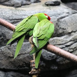 Thick-billed parrots (Rhynchopsitta pachyrhyncha)