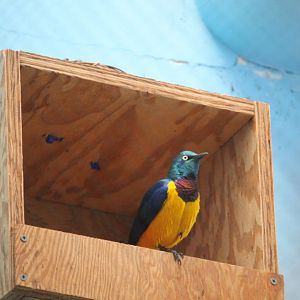 Golden-breasted starling