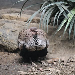 Buff-crested bustard had a bad day