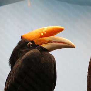 Rhinoceros Hornbill (Buceros rhinoceros)