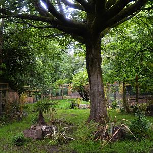 New cassowary enclosure
