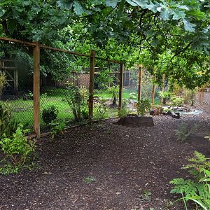 New cassowary enclosure