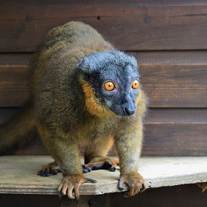 Collared lemur
