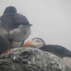 Atlantic puffin (Fratercula arctica)