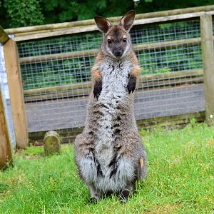 Young red-necked wallaby