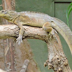 Sailfin lizard