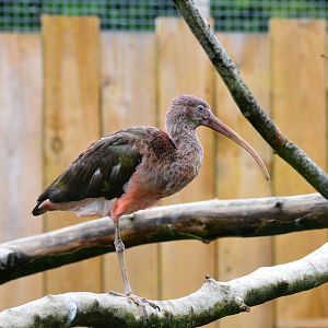 Juvenile scarlet ibis