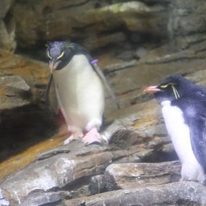 Southern rockhopper penguins (Eudyptes chrysocome)